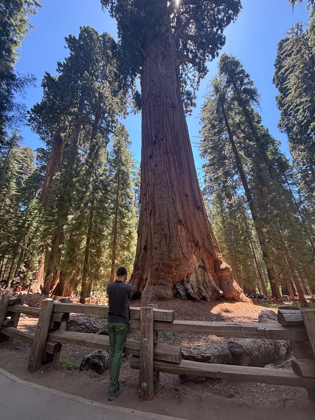 Etiqueta 10 - Gigantes del bosque 🌲