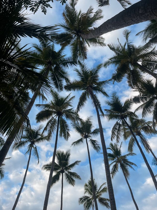 Pura Vida en Santa Teresa 🇨🇷🌴🔆🌊🐚