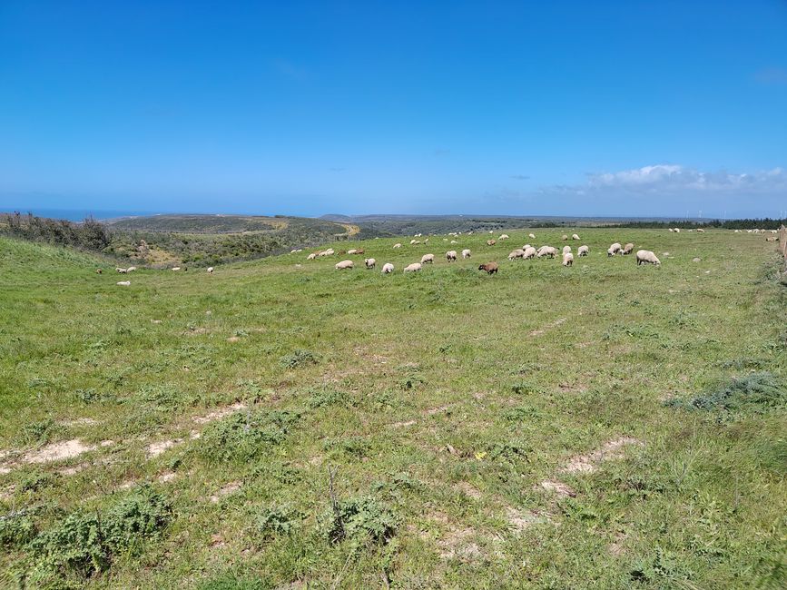 Sagres -> Vila do Bispo