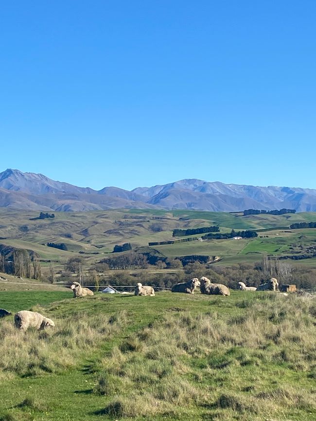 From Waimate to Twizel