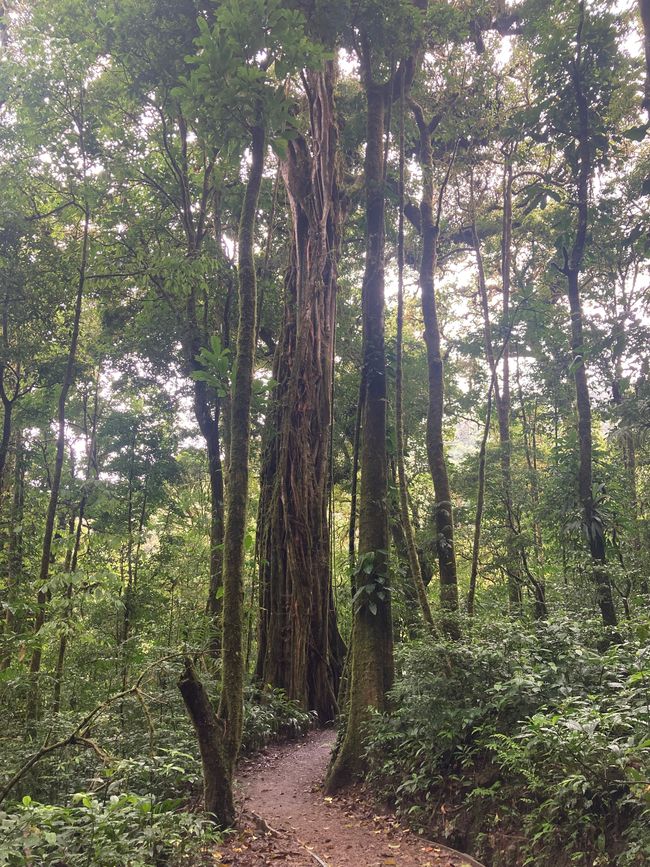 Monteverde