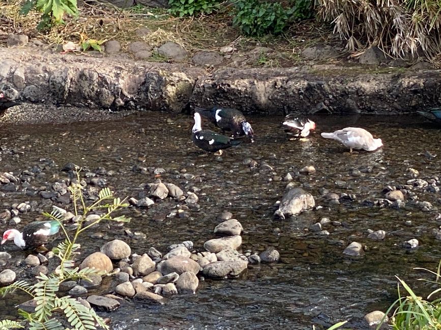 Badetag bei Familie Ente