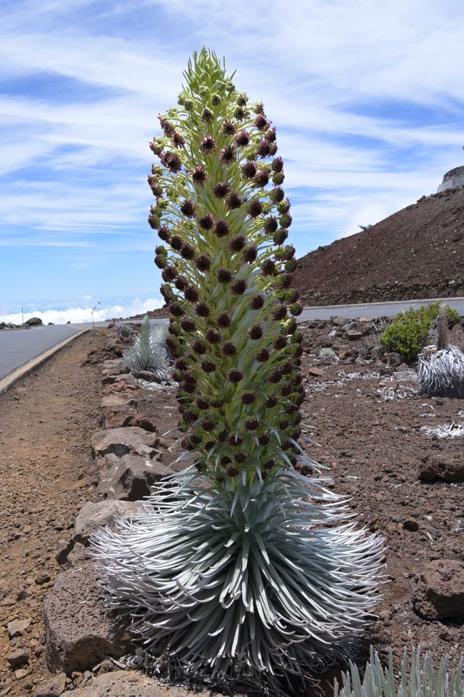 Volcan Haleakala - Épée d'argent