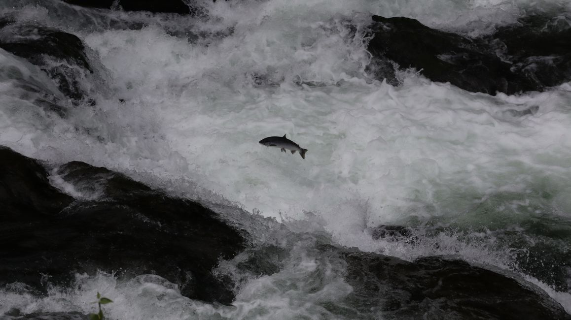 Animaux dans le parc national de Denali 