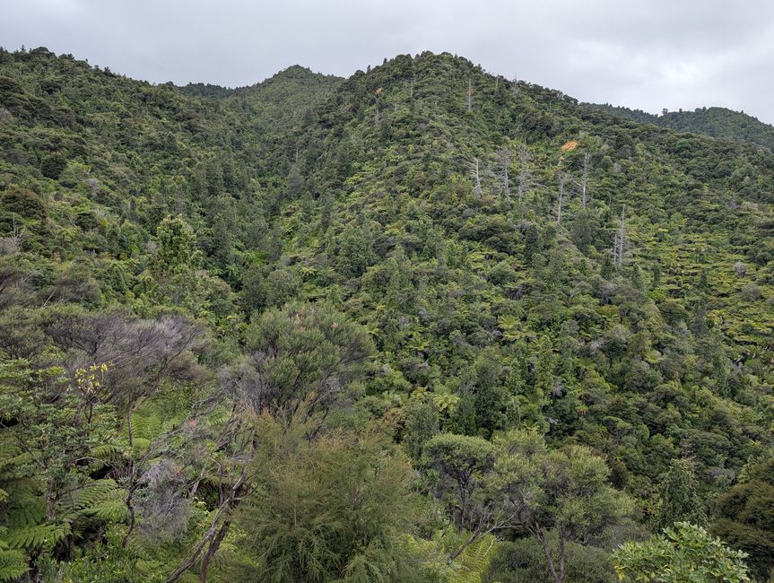 Coromandel und Abreise
