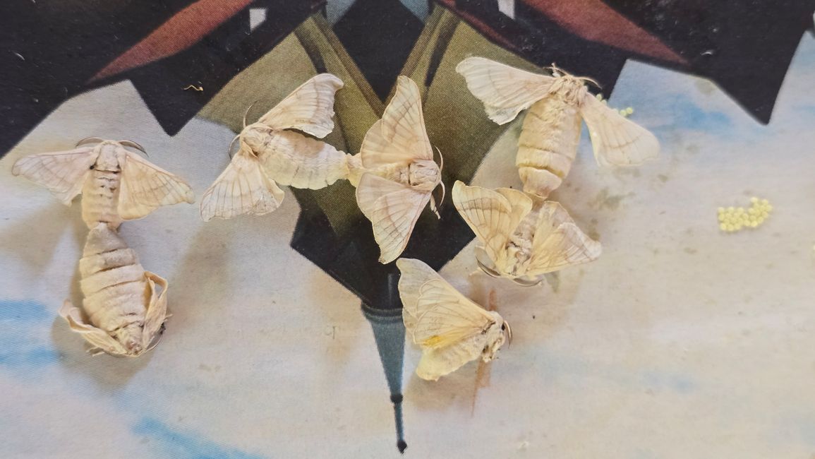 Silk Island Community Center