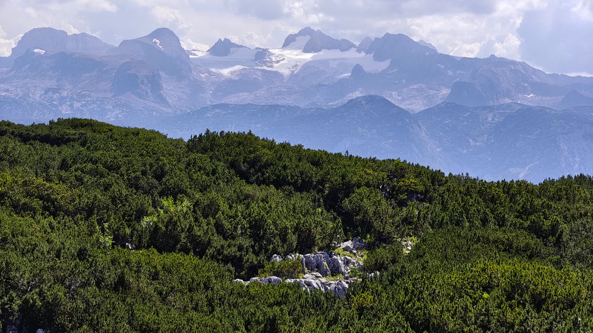 Krüppelkiefernwald