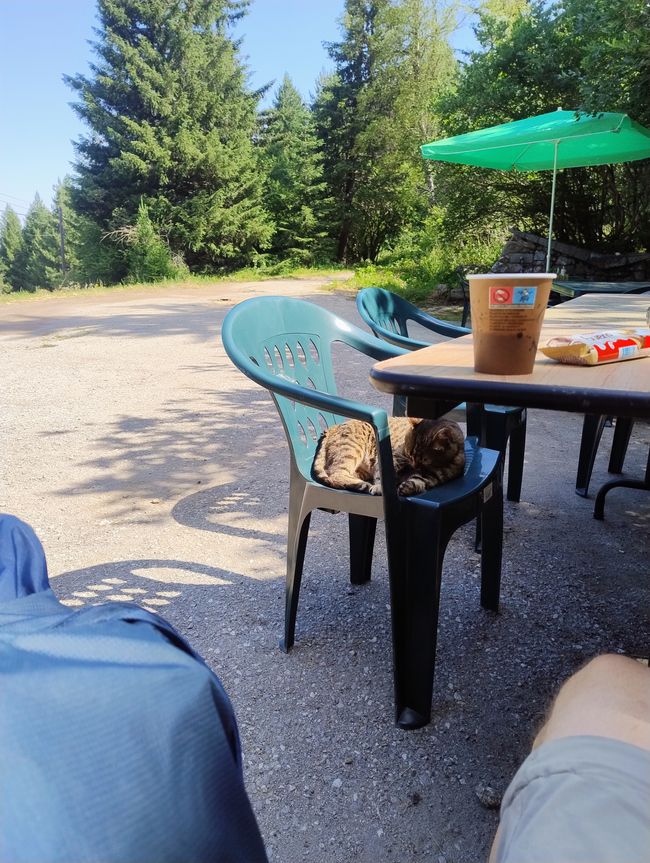 Cat of the Day, Vitosha Mountains 