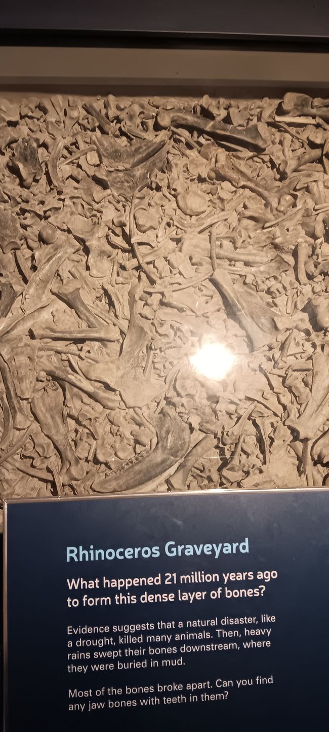 Museum of Natural History I