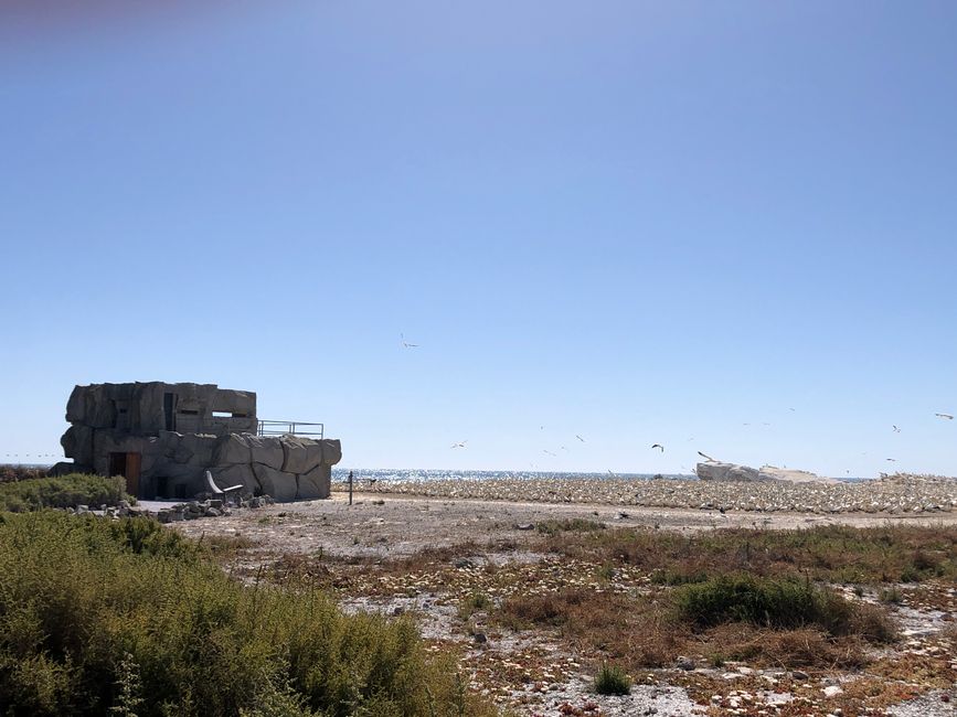 Bird Island - Bird Hide