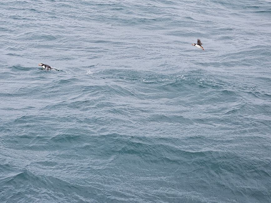 Puffins (Papageientaucher)