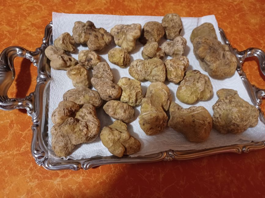 Recherche de truffes avec Stelvio
