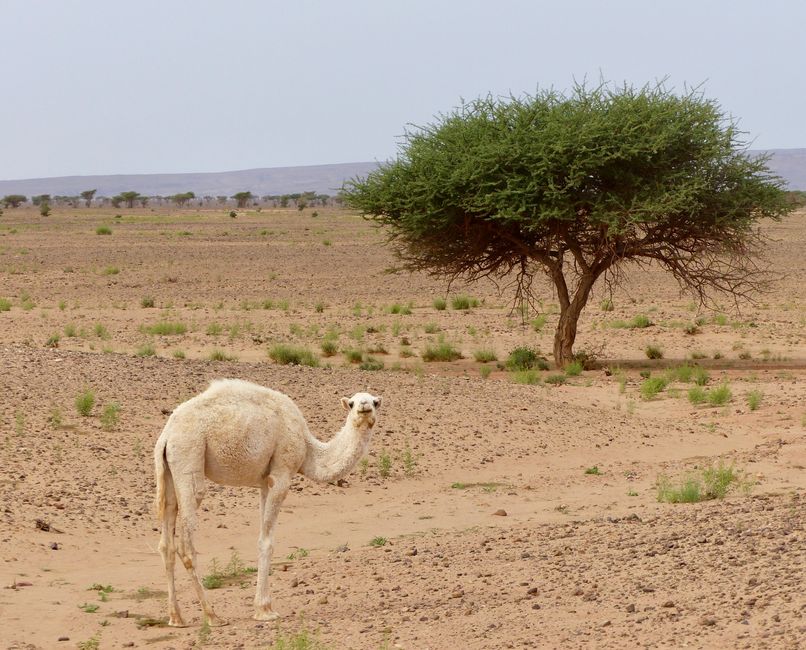 The little albino camel was quite surprised to see us
