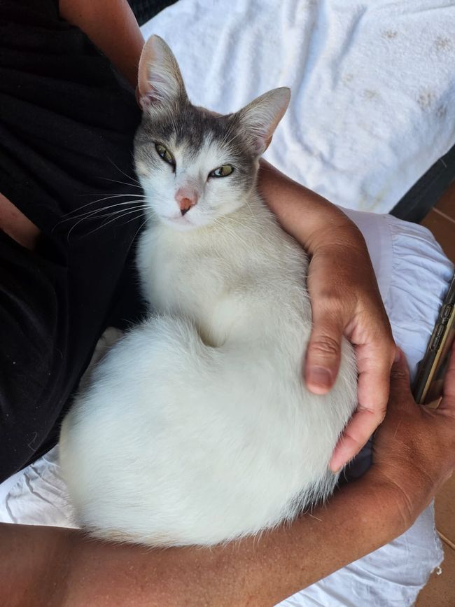 Kleine Kuschelkatze 🥰💓