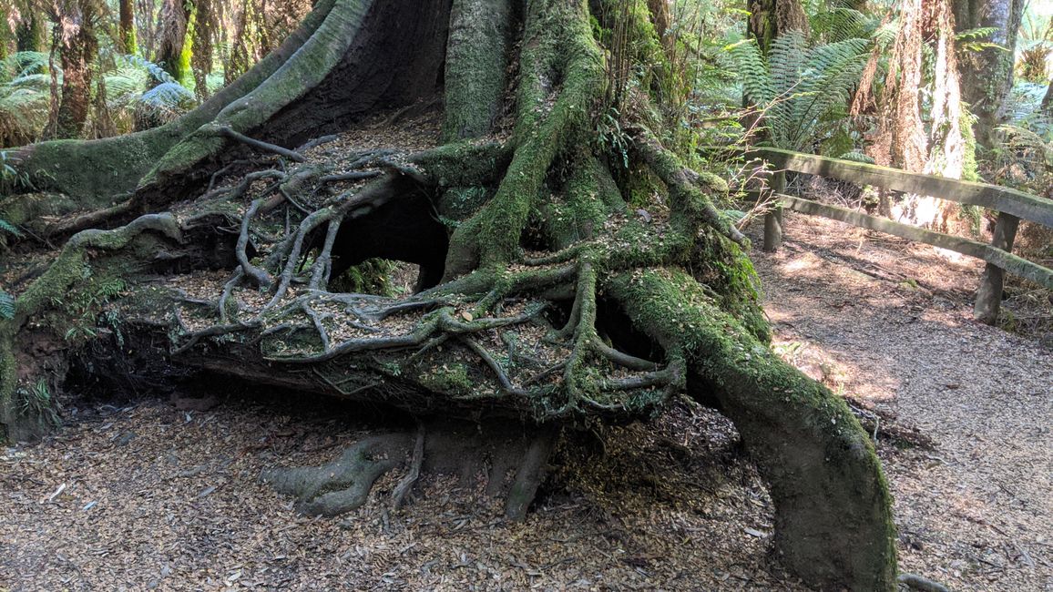 Tarra Bulga & Raymond Island