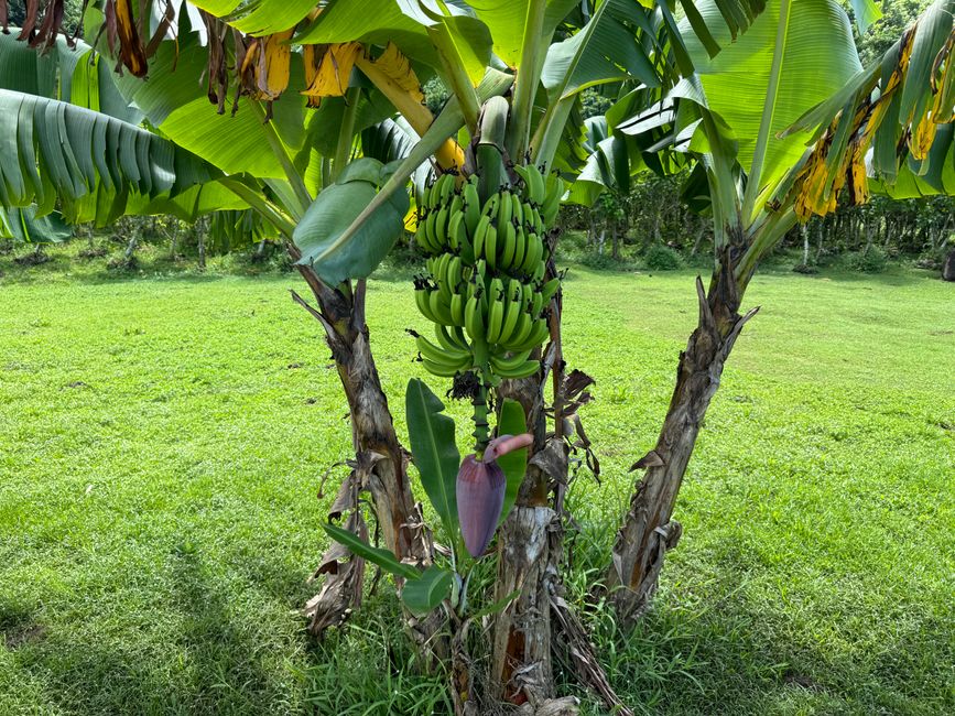 Banana plants along the way