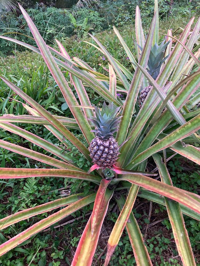 La prima volta che vedo una pianta di ananas 😂