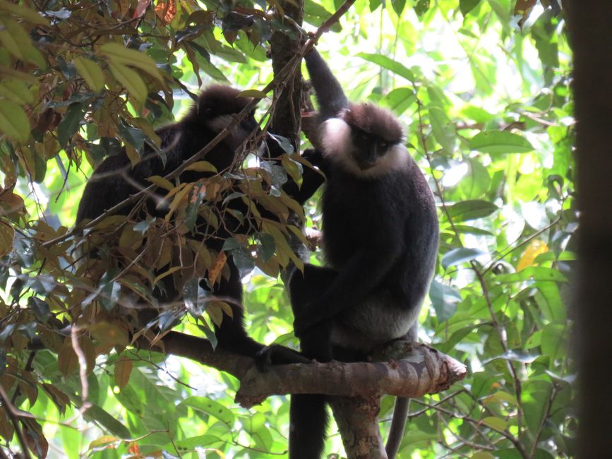 Sinharaja - l'ultima foresta pluviale dello Sri Lanka