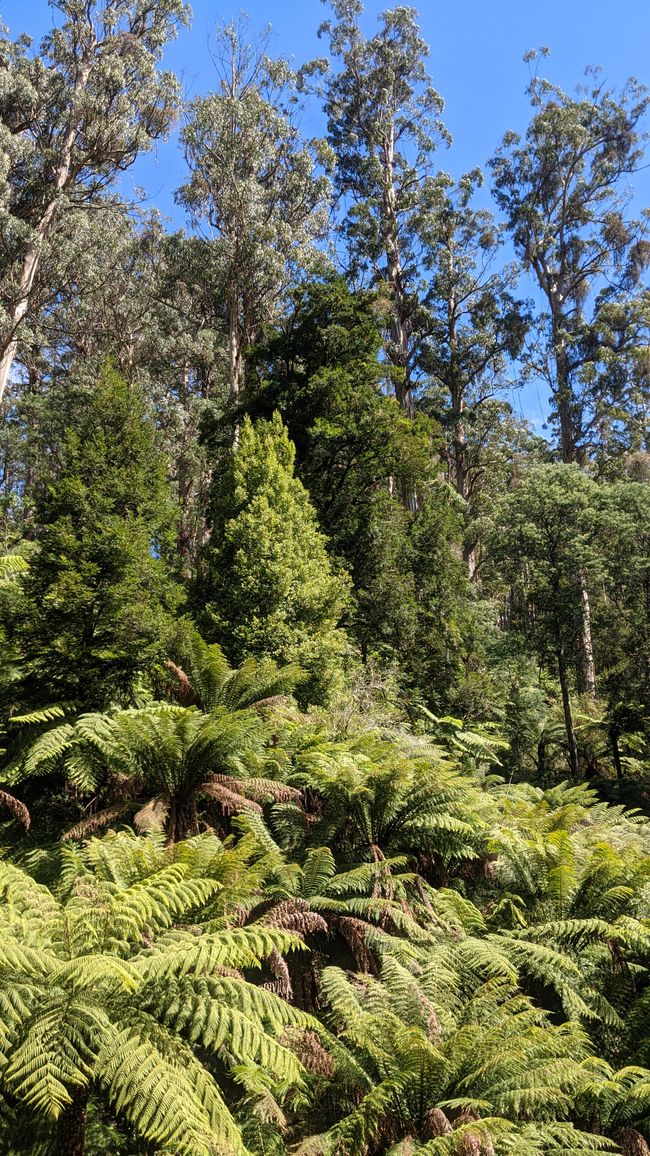 Tarra Bulga & Raymond Island