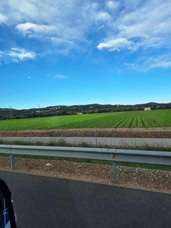 Salat- und Gemüseanbau