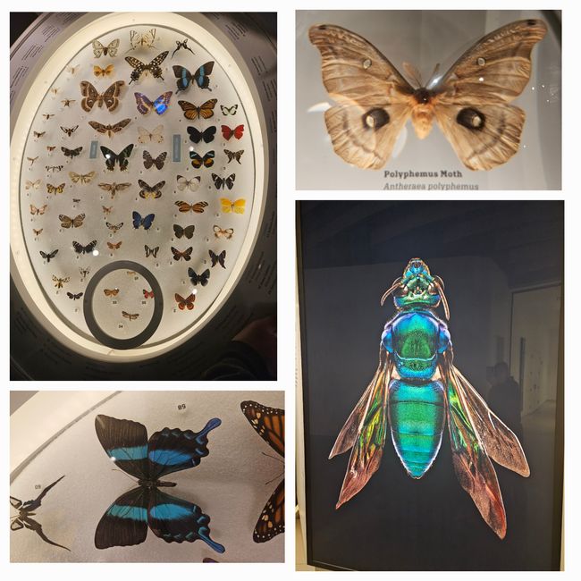 Insekten