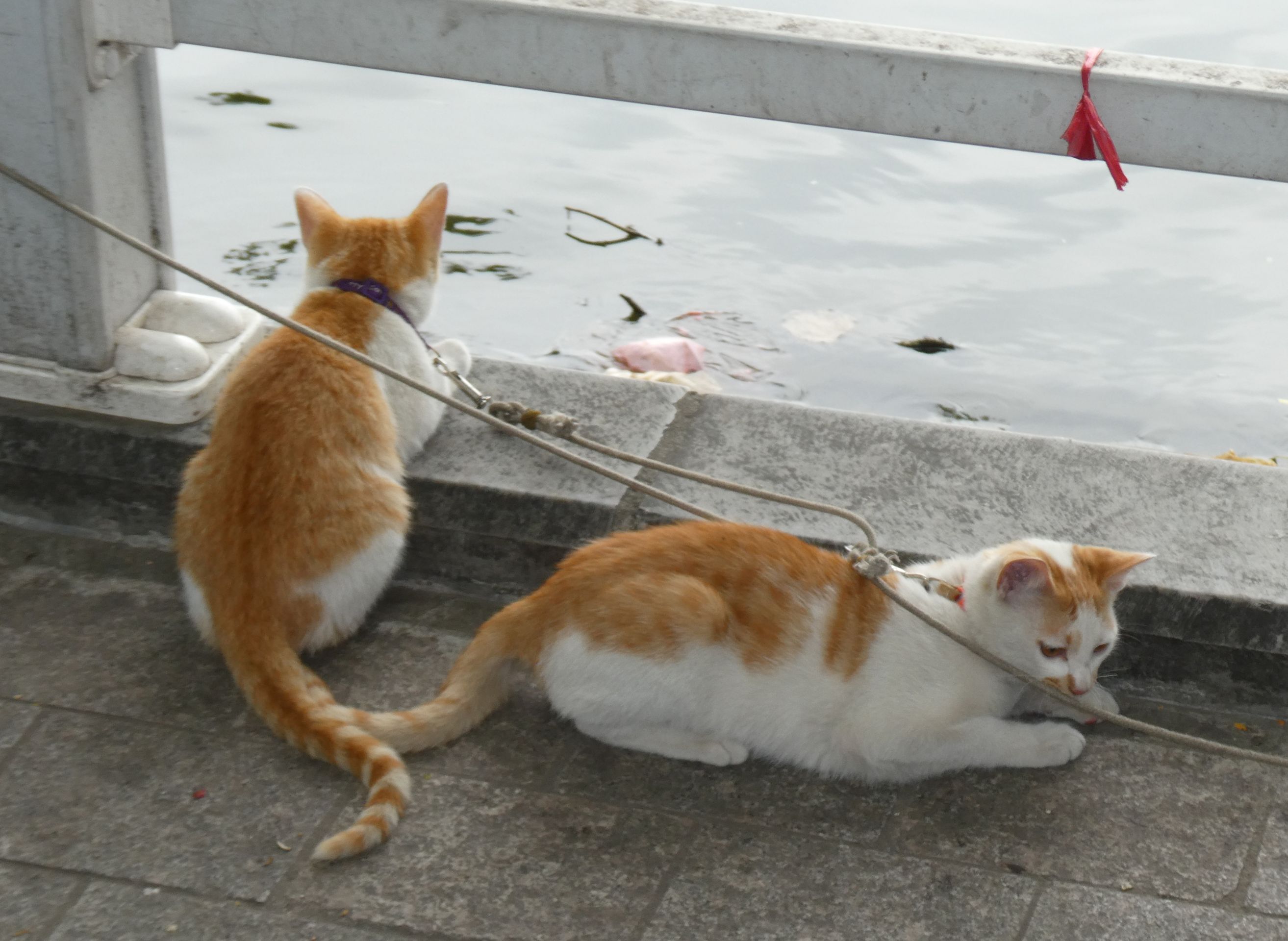 Gatitos atados al lado de los pescadores