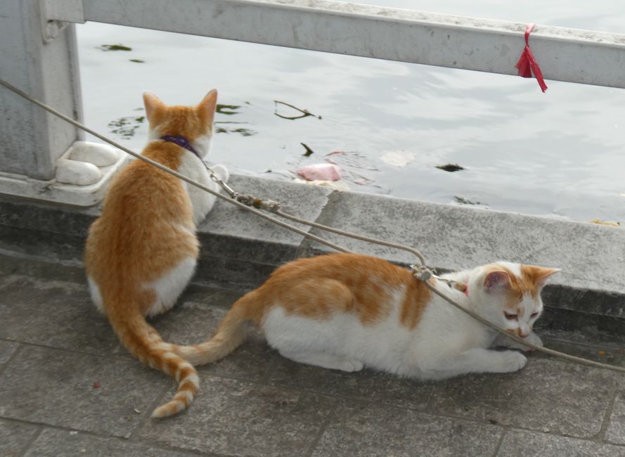 Gatitos atados al lado de los pescadores