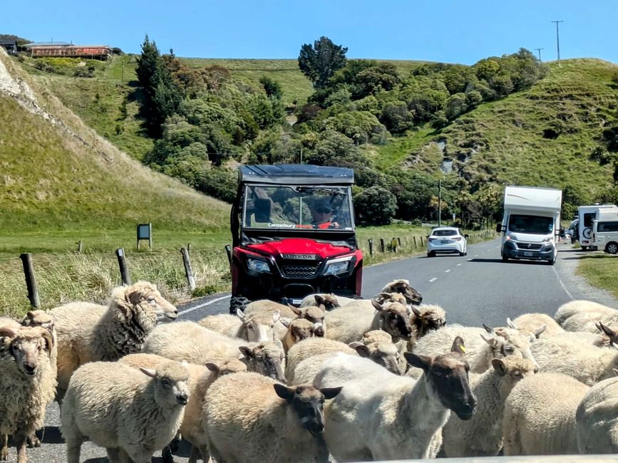 „Animal Watching“ in Kaikoura – Part Two (Seals, No Whales & Dolphins? - but Sheeps!)