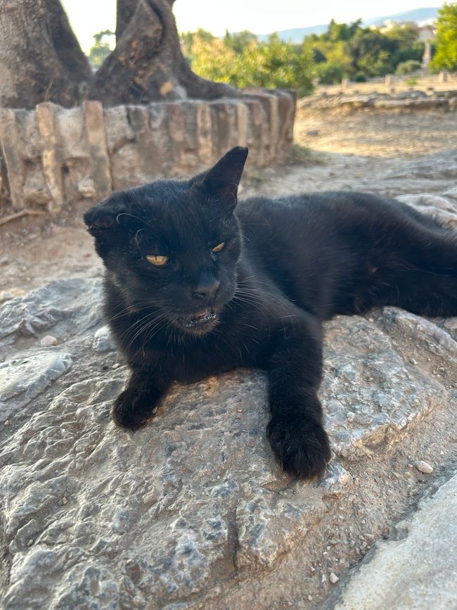 Katzen der Agora