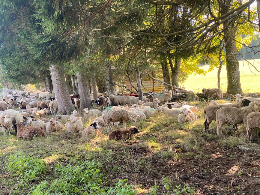 Ausruhen im Schatten der Bäume