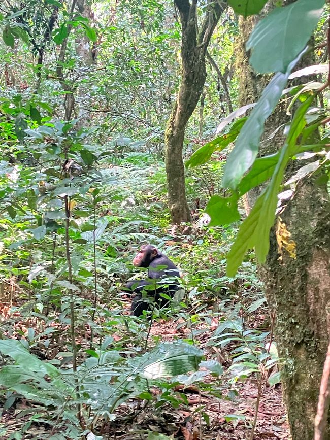 Schimpansen im Kalinzu Forest und Twin Lakes