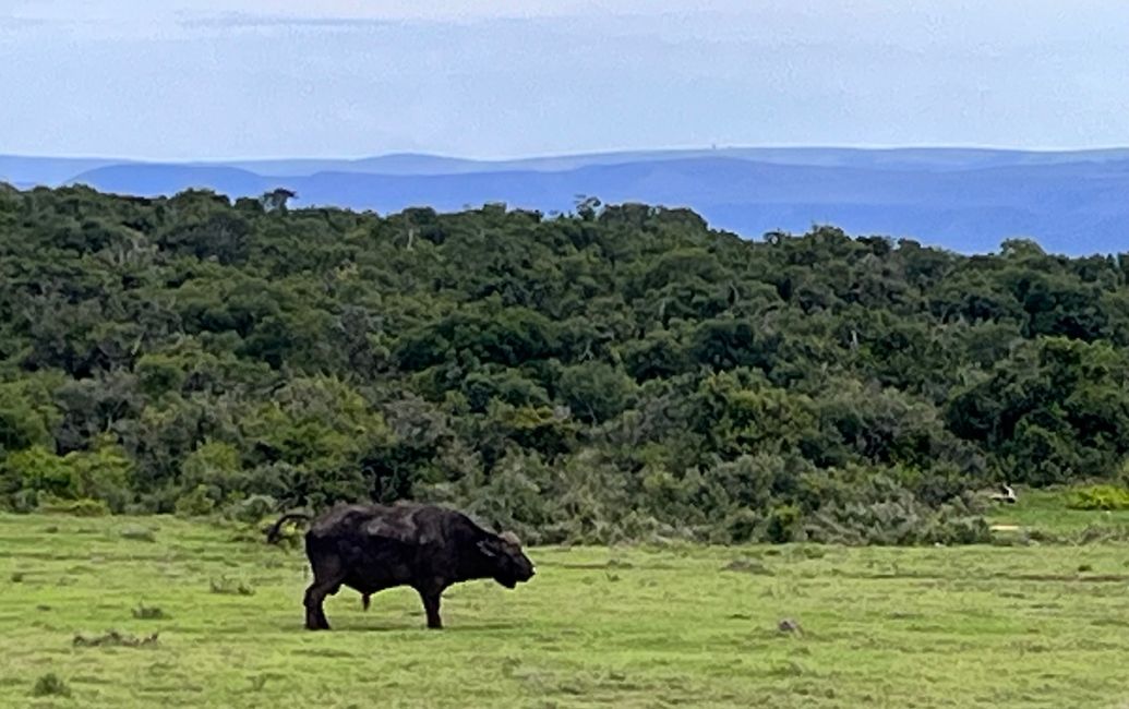 Addo Elephant Park