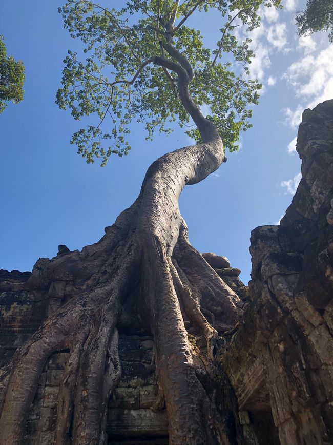 TTempel Ta Prohm - dieser Baum ist durch Tomb Raider berühmt geworden