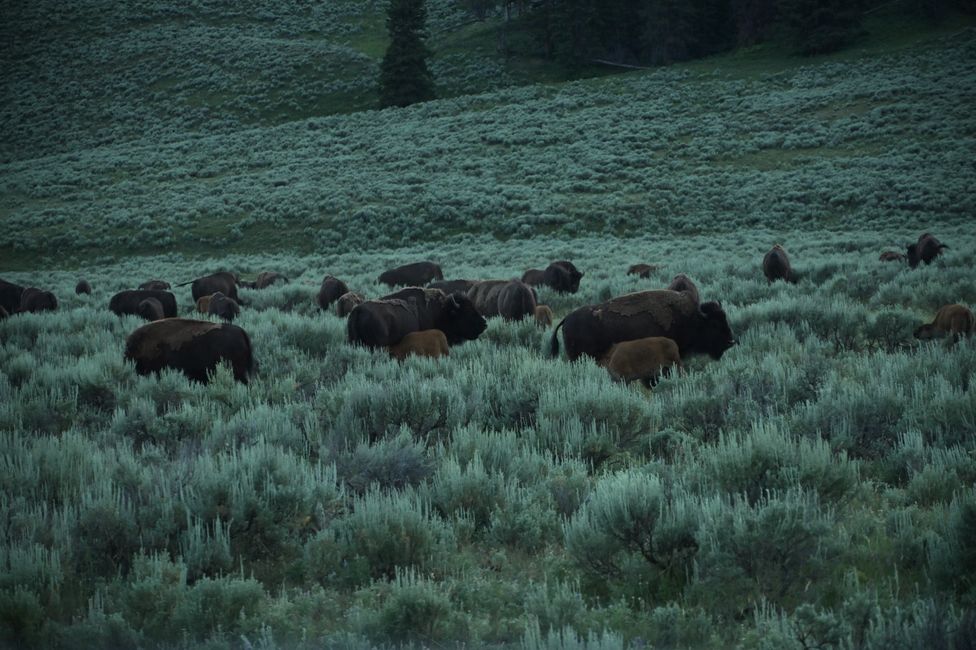 Bisons im Lamar-Valley