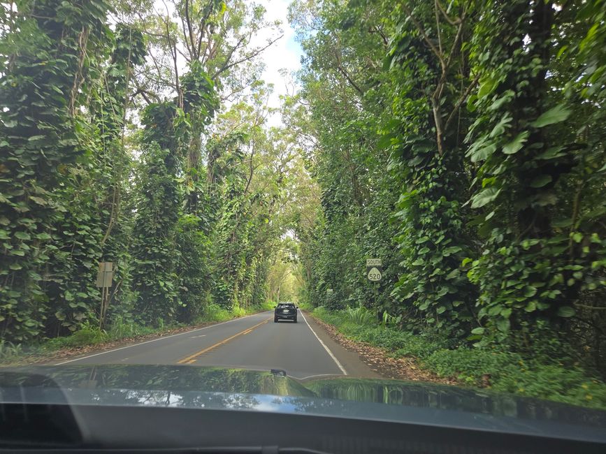 Tree Tunnel