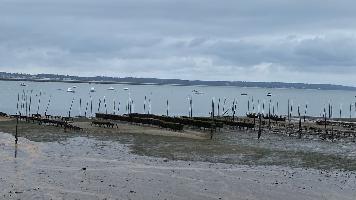  Tischkultivierung- die Austern sind abwechselnd im Wasser oder im Trockenen! Ebbe und Flut!