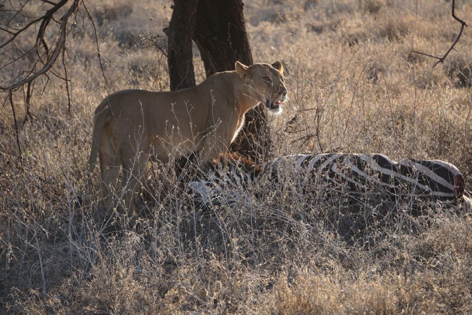 Masai Mara - La grande avvistamento di animali