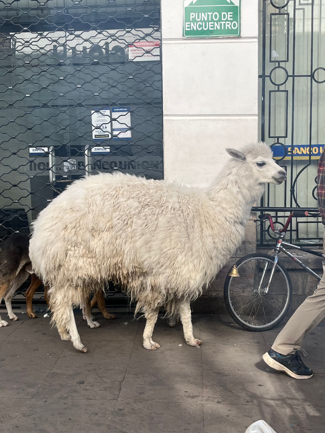 Keine Ahnung was das Lama hier macht 