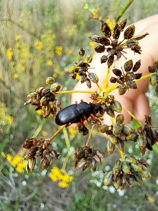 Behaarter Erdbeersamenlaufkäfer auf Fenchel