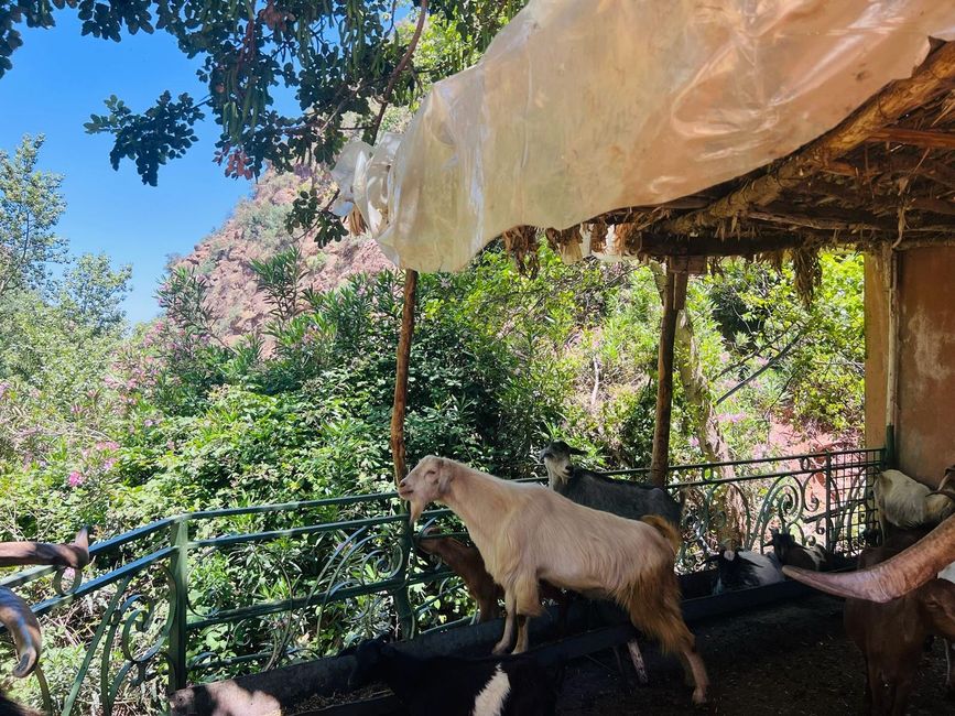 « Reviens, reviens » criait la trompe. « Ouhhh » criait le loup. Elle était jolie, la chèvre de Monsieur Seguin. Et puis, elle était docile la chèvre de Monsieur Seguin....Un jour, la petite chèvre regarda la montagne et se dit: "Comme on doit être bien là-haut" mais ça, Carotte se l'est dit à 3 ans: 1ère fugue, il en a fallu des arguments pour la ramener à la maison!  Un brin fugueuse la Carotte...
