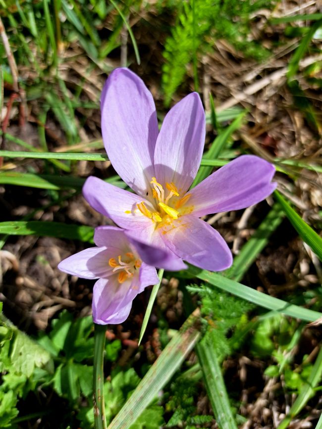 Colchicum