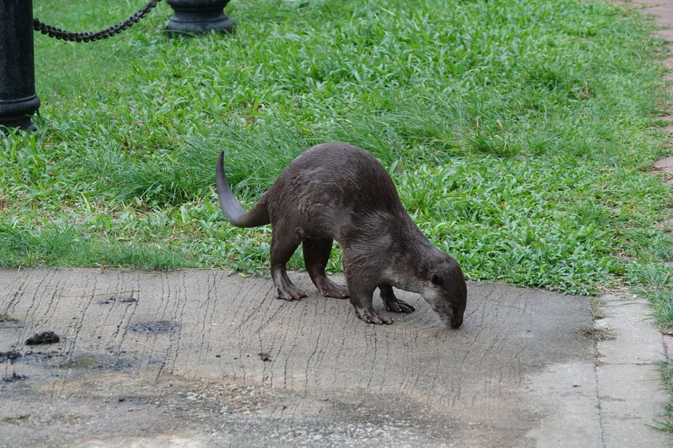 .... a young otter