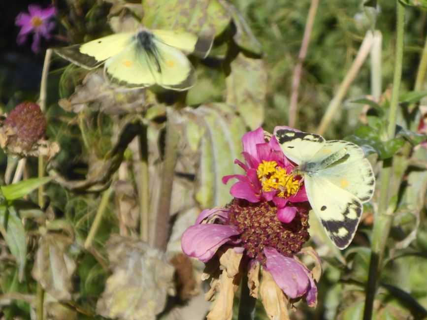 Schmetterlinge tanzen 