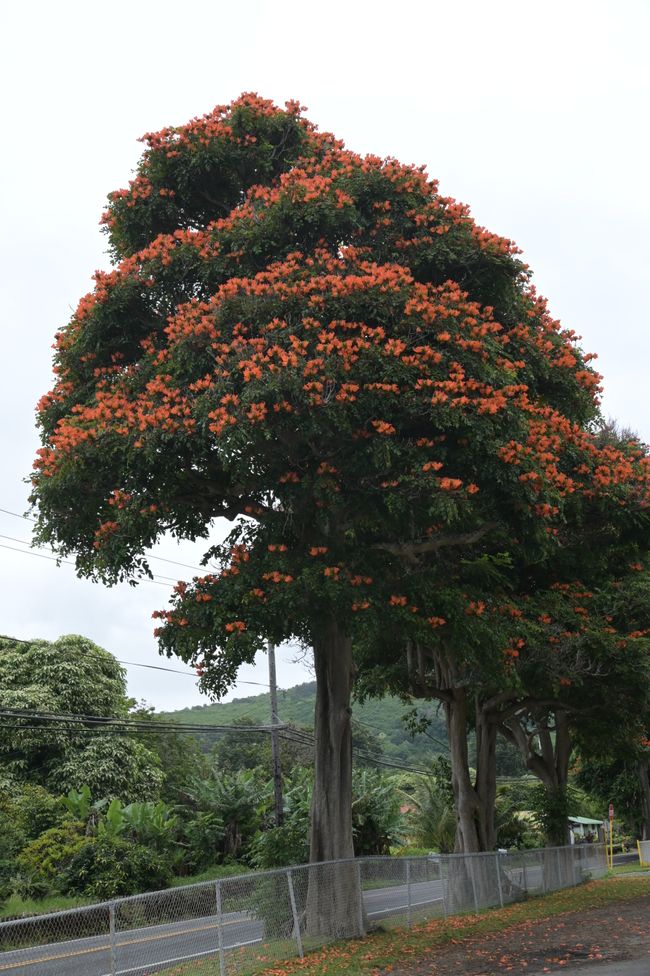 Arbres tulipes