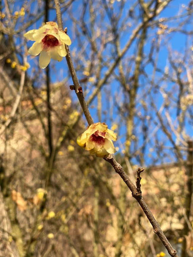 ...des chinesischen Winterbaums