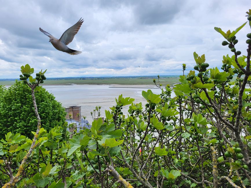 View from Mont-Saint-Michel