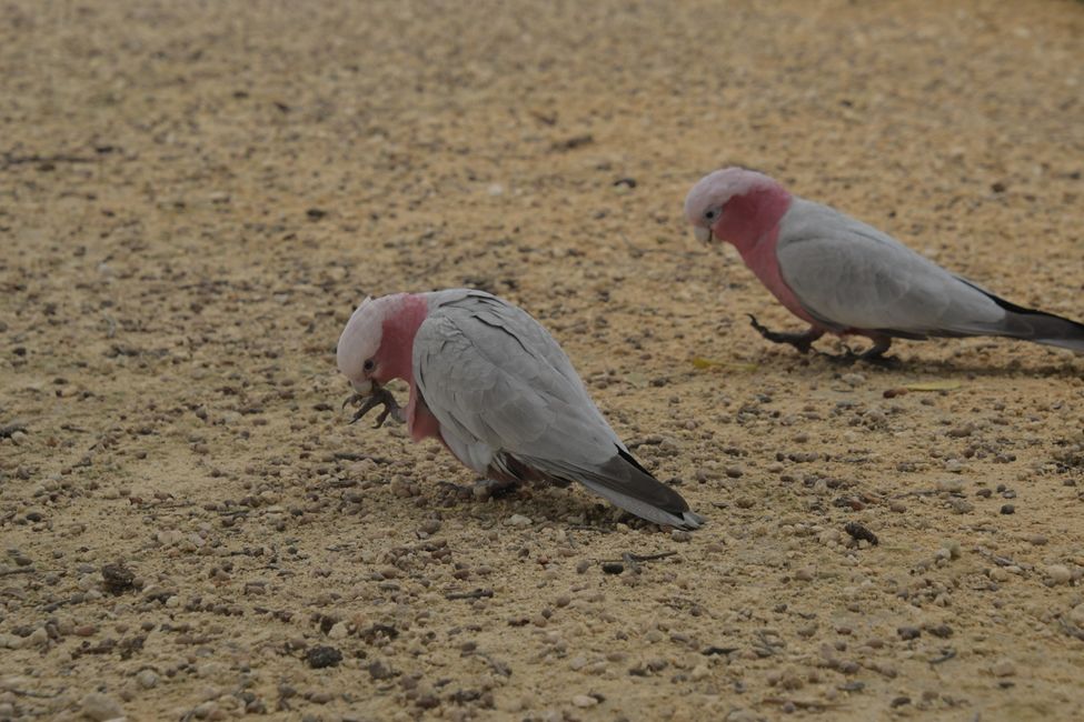 Rottnest Island - Pink Cockatoos / Rosakakadus