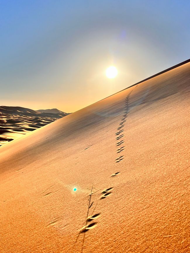 We discover surprisingly many animal tracks - the desert is truly alive!