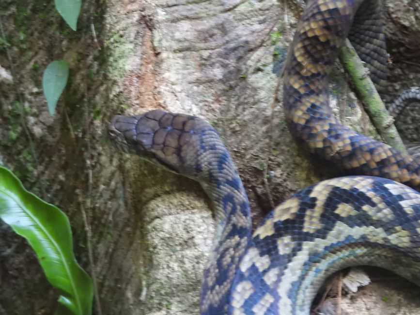 Tag 30, 24. Mai: Ultima crociera sul fiume Daintree