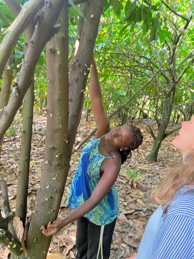 Schimpansen im Kalinzu Forest und Twin Lakes